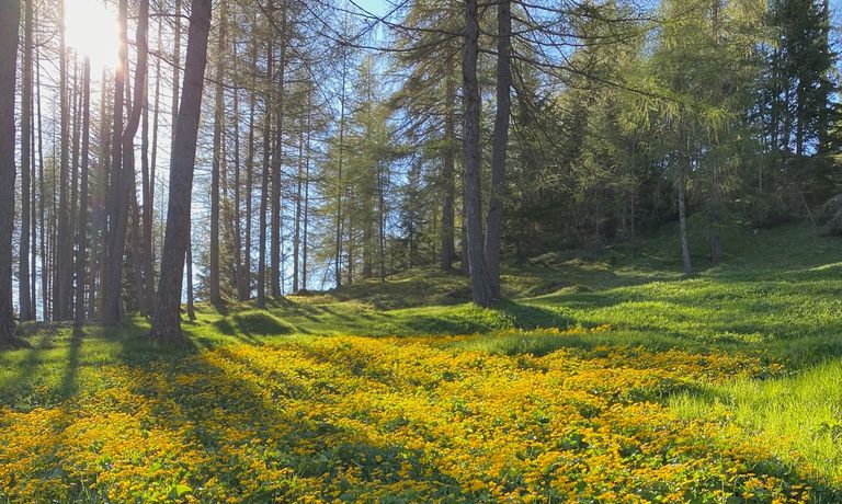 weiße Blumenwiese im Wald mit Sonne 